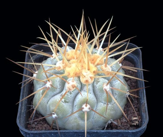 Copiapoa_haseltoniana